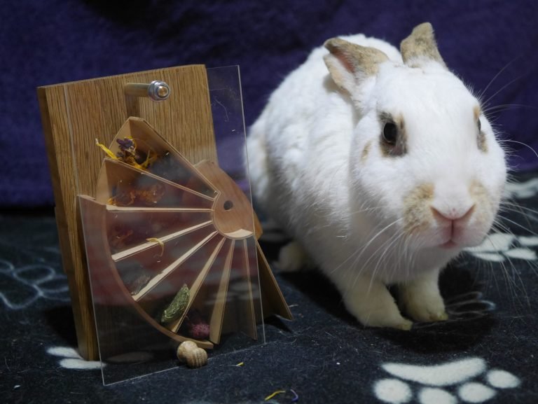 Using the Arduino IoT Cloud platform to dispense treats