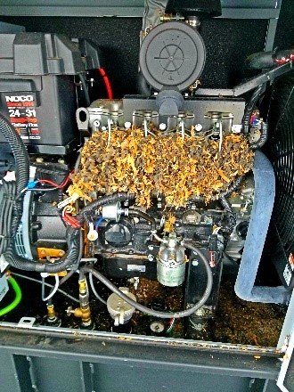 Rodent Protection-Keeping Your Generator Safe from Unwanted Visitors